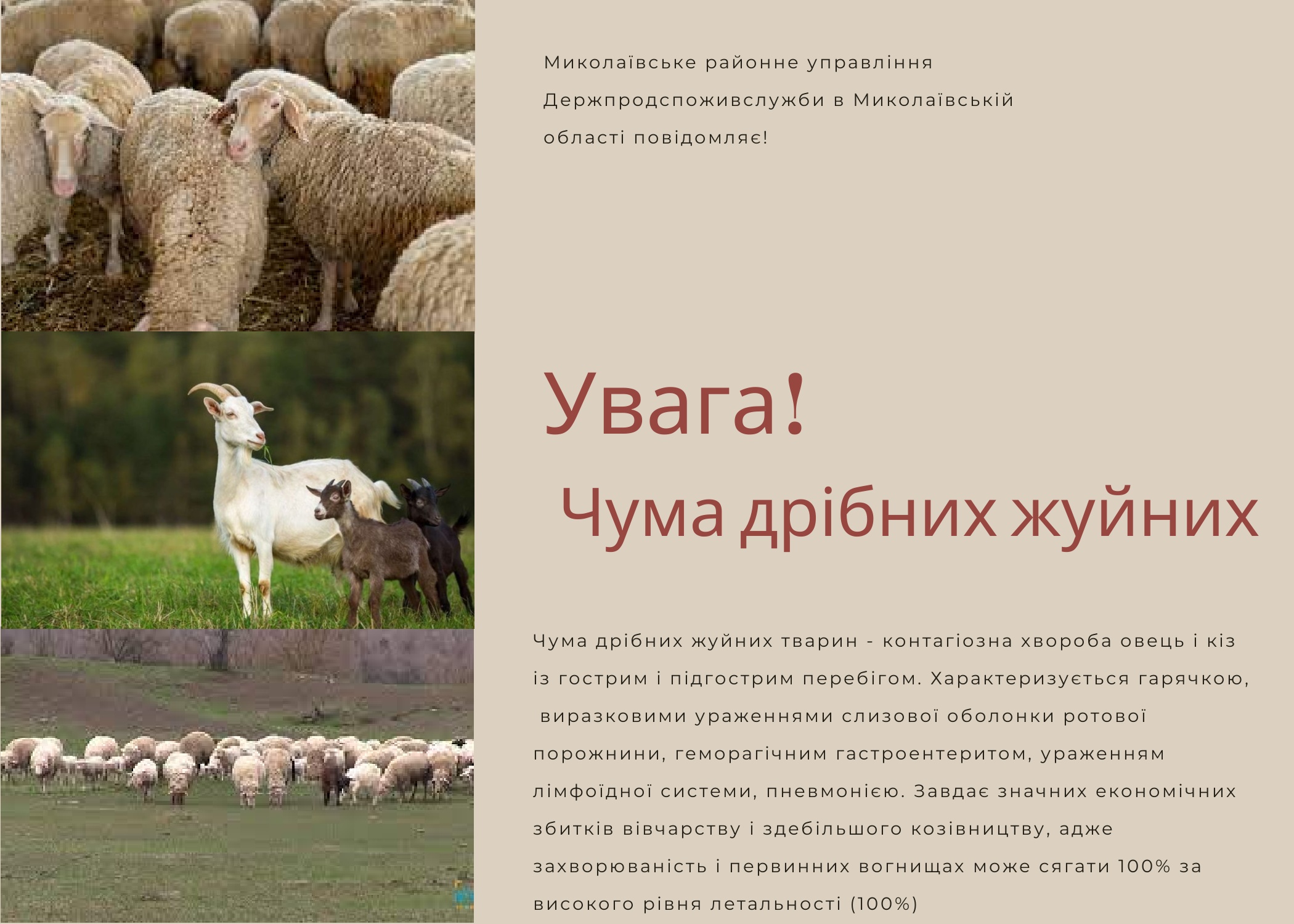 чума